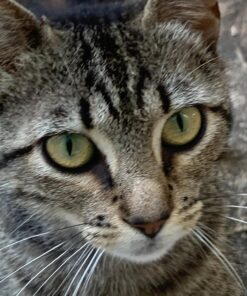 Purina Fancy Feast Grilled Wet Cat Food Seafood Collection in Wet Cat Food Variety Pack - (24) 3 oz. Cans Seafood Variety Pack - 24 Ct. 3 Ounce (Pack of 24) 40 71paLibioqL