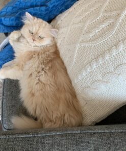 Hill's Science Diet Dry Cat Food, Adult, Sensitive Stomach & Skin, Chicken & Rice Recipe, 3.5 lb. Bag 3.5 Pound (Pack of 1) 37 71peizut9vL