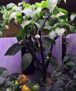 AeroGarden Salsa Garden Seed Pod Kit, 7 31 71pf1l4Ce9L