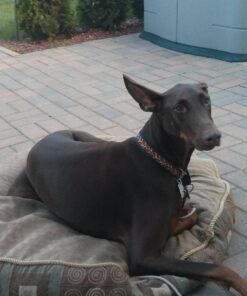 PEDIGREE DENTASTIX Large Dog Dental Treats Original Flavor Dental Bones, 2.08 lb. Value Pack (40 Treats)(Packaging May Vary) Chicken 40 Count (Pack of 1) 43 71pfU A0ffL