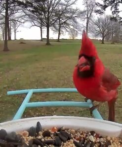 NETVUE Birdfy Lite - Smart Bird Feeder with Camera Solar Powered, Bird Watching Camera Wireless, Auto Capture Bird Videos & Motion Detection, Ideal Gift for Christmas Blue 49 71pgpFxNMqL