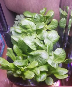 AeroGarden Mixed Romaine Lettuce Seed Pod Kit (6-pod) 6-pod 42 71phf7rt yL