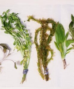 6 Plant Species Live Aquatic Plants Package - Microsorum Java Fern, Amazon, Moneywort and More! 48 71pi7UhoiL