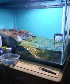 Seachem Prime Fresh and Saltwater Conditioner - Chemical Remover and Detoxifier 500 ml 38 71pjkEqR4XL