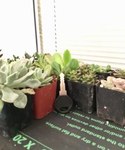 Shop Succulents Unique Succulent Plant Pack Bulk Collection - Live Mini Succulent Plants, Low Maintenance, Exceptional Colors & Textures - Wedding and Party Favors, Gift & Garden, Pack of 20 20-Pack Succulent Packs 59 71plNeMs0tL
