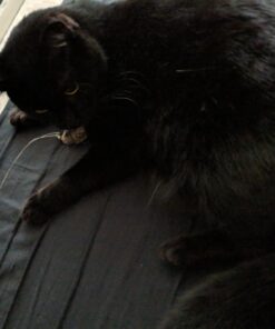 Go Cat Cat Catcher Teaser Wand with Mouse Cat Toy 26 71pmaJZ5JyL