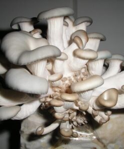 Organic Blue Oyster Mushroom Growing Kit 45 71pmnvYArTL