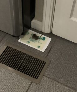 Catchmaster Mouse & Insect Super Glue Traps 30PK, Mouse Traps Indoor for Home, Extra Strength Sticky Pest Control Adhesive Tray for Catching Bugs, Rats & Rodents, Non Toxic Bulk Pre-Baited Glue Boards 68 71pnvJtkk5L