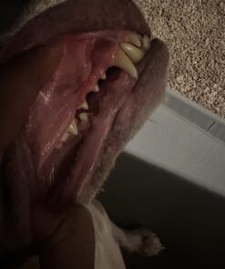 Vet’s Best Enzymatic Dog Toothpaste | Teeth Cleaning and Fresh Breath Dental Care Gel | Vet Formulated | 3.5 Ounces 1 Count 47 71pooKVUR6L