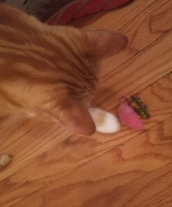 HEXBUG nano Nitro 5 Pack - Sensory Vibration Toys for Kids and Cats - Tiny HEX BUG Children’s Toy Technology with Batteries Included - Multicolor 24 71ppVW9cGhL