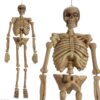 Realistic Hanging Skeleton 5ft Life Size Halloween Decoration Prop 7 71pqTfFbhqL