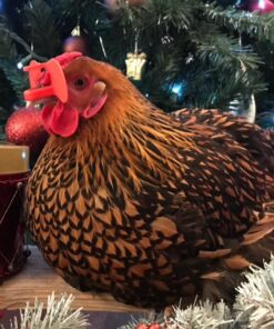 Weilan 21 PCS Pinless Peepers with Pliers Chicken Peepers Eye Glasses Pheasant Poultry Blinders Spectacles Anti-Pecking Plier Tool(Red) 21 Pcs Red Large 25 71puTJ1jnOL