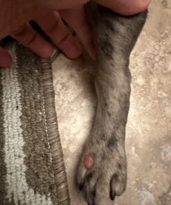 Low odor DMSO - Dimethyl sulfoxide liquid 3.4 Oz - 100 ml | Pharmaceutical grade ingredient | High purity | Heiltropfen® 24 71pvQ yIIVL