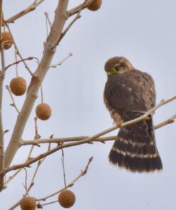 Nikon AF-S FX TC-14E III (1.4x) Teleconverter Lens with Auto Focus for Nikon DSLR Cameras 38 71pvkE7O8cL