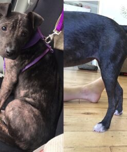 Pet MD - Benzoyl Peroxide Medicated Shampoo for Dogs and Cats - Effective for Skin Conditions, Dandruff, Itch Relief, Acne and Folliculitis - Citrus Scent - 12 oz 27 71pyW4c0dVL