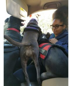 Advantage II XL Dog Vet-Recommended Flea Treatment & Prevention | Dogs Over 55 lbs. | 4-Month Supply 4-Pack 34 71q3CUXC7L