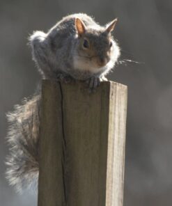 Sigma 2.0x Teleconverter TC-2001 for Nikon Nikon SLR Mount 19 71q6 KPNIL