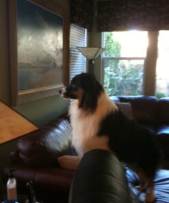 PEDIGREE DENTASTIX Large Dog Dental Treats Original Flavor Dental Bones, 2.08 lb. Value Pack (40 Treats)(Packaging May Vary) Chicken 40 Count (Pack of 1) 42 71q6N78c0XL