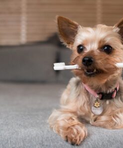 Kittyteeth Made in The USA - Pet Toothbrush Advanced Oral Hygiene Dental Care Low Bristle Profile & Small Brush Head 17 71q6ex6UA8L