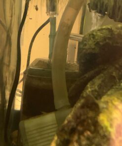 Aquapapa Corner Filter Bio Sponge Ceramic Air Pump Driven for Fry Shrimp Nano Fish Tank Aquarium XY-2008 (Ship from CA USA) 1-Pack 25 71q78tZBAAL