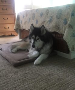 MidWest Homes for Pets Deluxe Micro Terry Pet Bed, Dog Bed & Crate Mat, Taupe, 42-Inch 40.0"L x 27.0"W x 1.2"Th 17 71q7mCETPSL