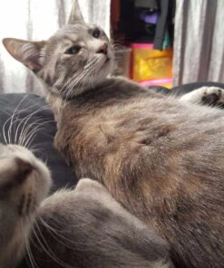 Comfort Zone Calming Diffuser Kit for Cat Calming Single Diffuser Kit Old Feliway Formula 38 71q8aVkfqXL