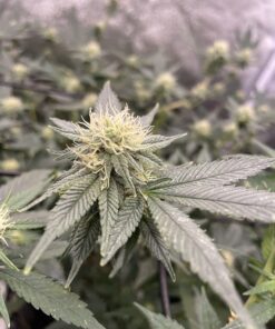 Advanced Nutrients GL525050-12 Big Bud Liquid Fertilizer, 250 mL.250 Liter, Brown/A .250 Liter 25 71q9C7YKzUL