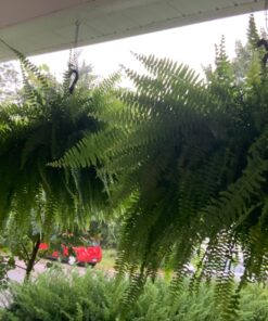 SUPERthrive The Original Vitamin Solution - Liquid Concentrate, May Add to Any Fertilizing Program, 4 fl. oz. 4 Ounces 43 71qAmW GFlL