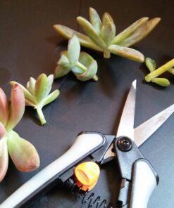 Fiskars 99216935J Pruning Softouch Micro-Tip Snip, Non-Coated Blades, Gray 36 71qBLREbKlL