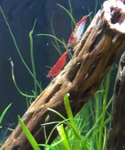 Natural Cholla Wood for Aquarium Decoration, Shrimp, Hermit Crab, Chew Toys for Small Pets (6 Inches Long(Pack of 3)) 6 Inches Long(Pack of 3) 34 71qCmqYJCjL