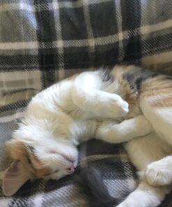 Advantage II Kitten Vet-Recommended Flea Treatment & Prevention | Cats 2-5 lbs. | 2-Month Supply 38 71qDW8MqcL