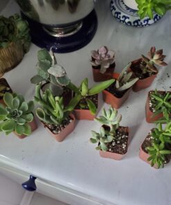 Shop Succulents | Unique Collection of Live Succulent Plants, Hand Selected Variety Pack of Mini Succulents | Collection of 12 6-Pack 43 71qGZJjjyZL