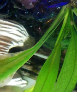 Seachem Flourish Excel 500 ml 53 71qIgYCuDL