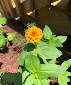 Outsidepride Zinnia Elegans Lilliput Heat & Drought Tolerant Garden Cut Flower Mix - 1000 Seeds Lilliput Mix 76 71qL221H6ML