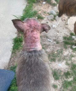 Green Goo Animal First Aid Salve, Household Pets & Farm Animals, Great for Frostbite, Cuts, Scrapes & More, 1.82 Ounce Large Tin 1.82 Ounce (Pack of 1) 16 71qMLbKi3FL