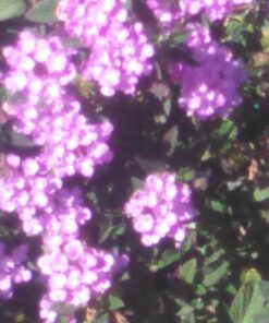 French Kiss DVD January 14, 2003 8 71qOoNOz4TL