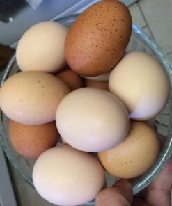 Miller 9112 12lb. Galvanized Hanging Poultry Feeder 12 lb 13 71qP YMbEjL