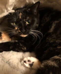 K. T. Manufacturing Mysterious Kuddle Kup Cat Bed, White 19 71qPRlu8GdL