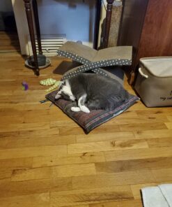 Nutramax Cosequin Joint Health Supplement for Cats - With Glucosamine and Chondroitin, 55 Capsules 38 71qSdqX5fLL