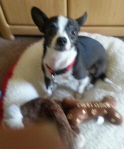 Capstar Fast-Acting Oral Flea Treatment for Dogs 25 71qThVbf43L