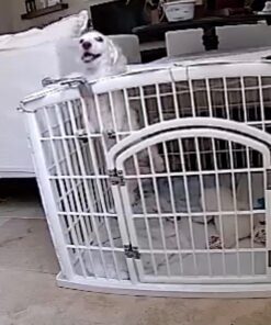 IRIS USA 24-inch Exercise 4-Panel Pet Playpen with Door, White 4 Panel w/ door 41 71qVntAW2lL