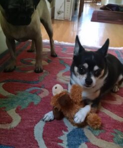 KONG - Cozie Marvin Moose - Indoor Cuddle Squeaky Plush Dog Toy - for Small Dogs Gold,brown 29 71qWrrct6LL