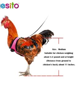 Yesito Chicken Harness Hen Size with 6-Foot Matching Belt, Comfortable, Breathable, Small Size, Suitable for Chicken, Duck or Goose Suitable for Weight About 2.3-3.8Pounds, Green (Months, Pink) Medium 14 71qZ72F00jL