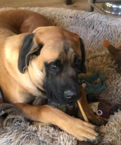 Top Dog Chews - 12 Inch Standard 12 Pack Bully Sticks, Long Lasting, 100% Natural Beef, Free Range Grass Fed, High Protein, Supports Dental Health Dog Treat for Medium & Large Dogs, 12 Pack 12 Count (Pack of 1) 38 71qa8hSwNVL