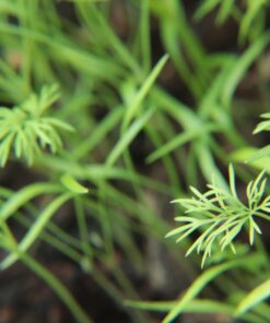 58MM Complete Lens Filter Accessory Kit (UV, CPL, ND4, ND2, ND4, ND8 and Macro Lens Set) for Canon EOS 70D 77D 80D 90D Rebel T8i T7 T7i T6i T6s T6 SL2 SL3 DSLR Cameras 58MM 60 71qadrh2E1L