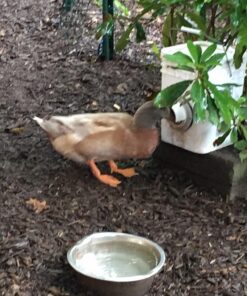 RentACoop 20 Pounds BPA-Free Chicken Feeder with Large Ports - Includes Lid, Anti-Roost Cone, Rain Hoods - Suitable for Chickens - Center Placement 35 71qco4CZkFL