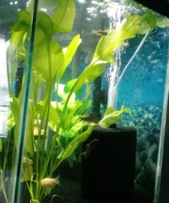 Aponogeton Ulvaceus Bulb - Aquarium Plant for Aquariums with temperatures Under 72F 54 71qdG4Kt4bL