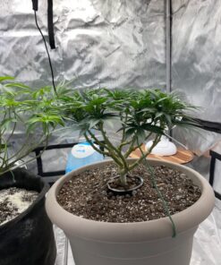 Luster Leaf 16025 Rapiclip Soft Wire Tie 839, 16' Light Duty, Green Soft Wire Tie, Green, 16’ 15 71qfBwN2M2L