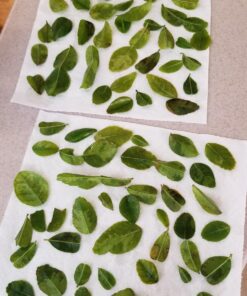 Fresh Kaffir Lime Leaves (Thai Lime Leaves) 1 Oz. ใบมะกรูด, 26 71qhmvd5i5L