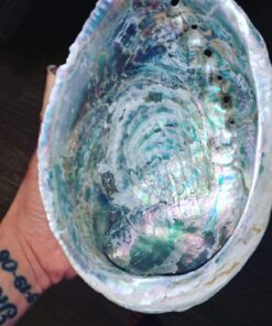 Alternative view of Premium Polished Abalone Shell, Large, 5-6 inches, with Wooden Stand, for Smudging, Cleansing, Home Decor, Gift Box. 100% Natural Colour - Sustainably Sourced by Ocean Shell Studios New Zealand 5-6" Polished Shell + Stand